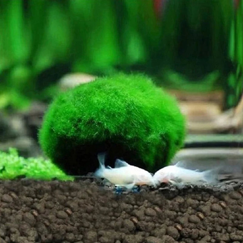 Marimo Moss Balls